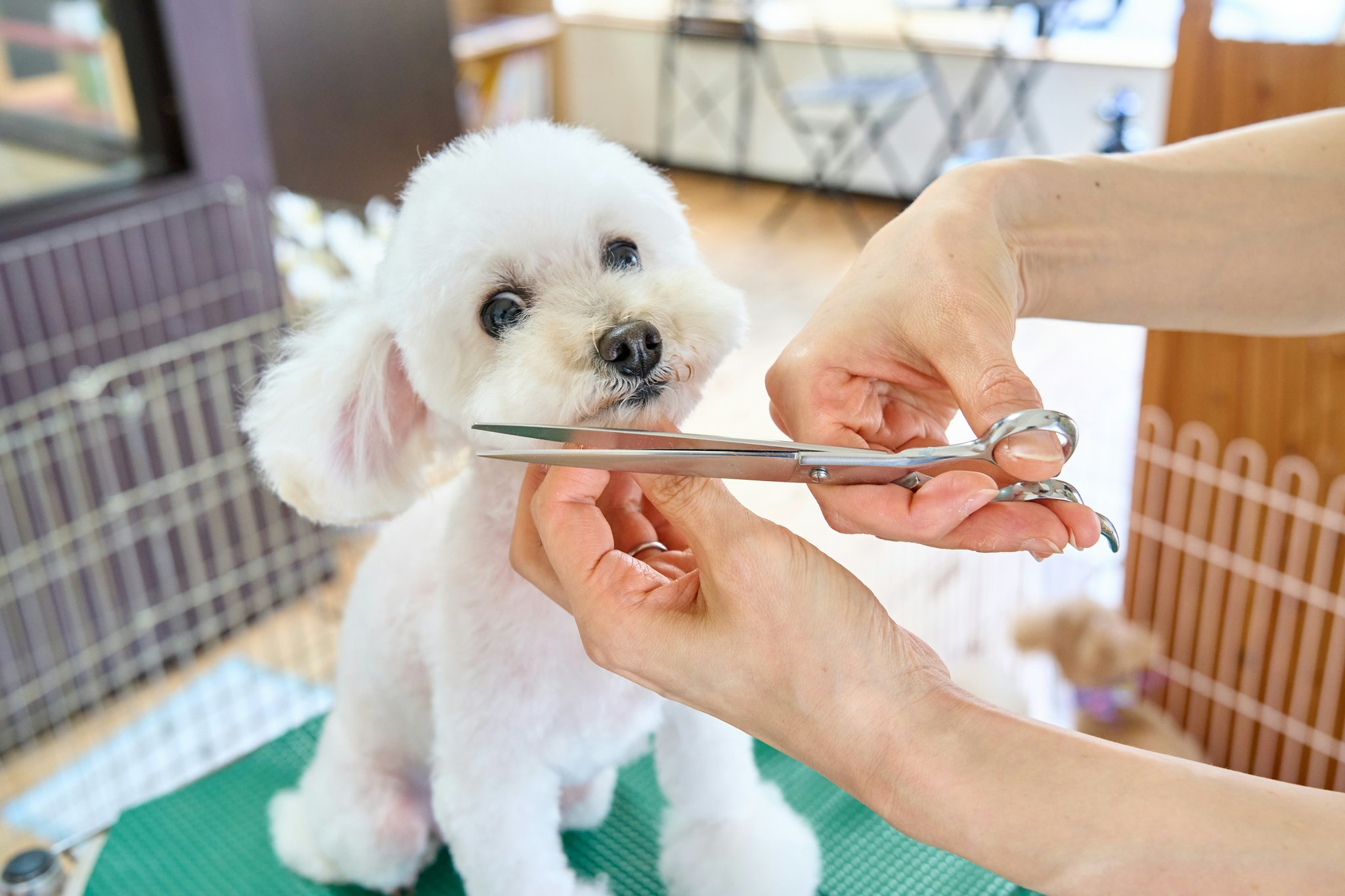 Why Your Pet’s Coat Needs a Sebum Distribute Comb (& 5 Ways to Use It Like a Pro)