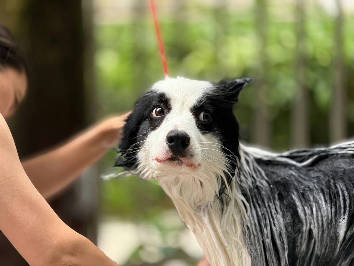 A close-up image showing a tangled section of a wet dog's fur