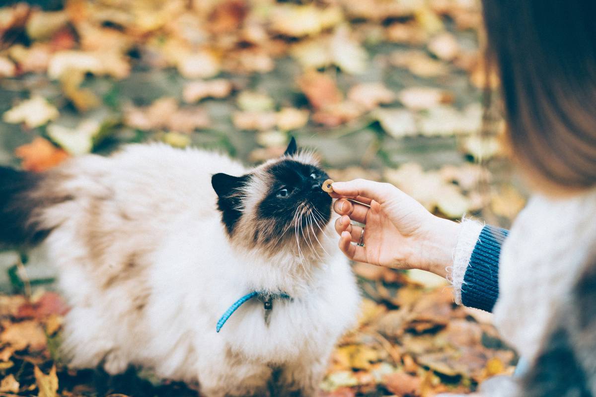 Comb Combine Guide: Mastering the Art of Pet Grooming with Bristle Brushes