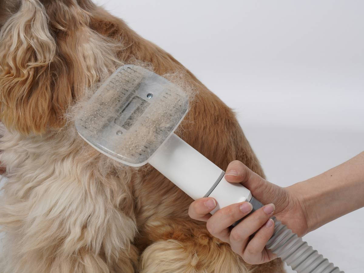 Owner gently brushing a golden retriever outdoors.