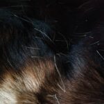 How to Choose the Best Bristle Brush Repair Damage Comb for Your Furry Friend