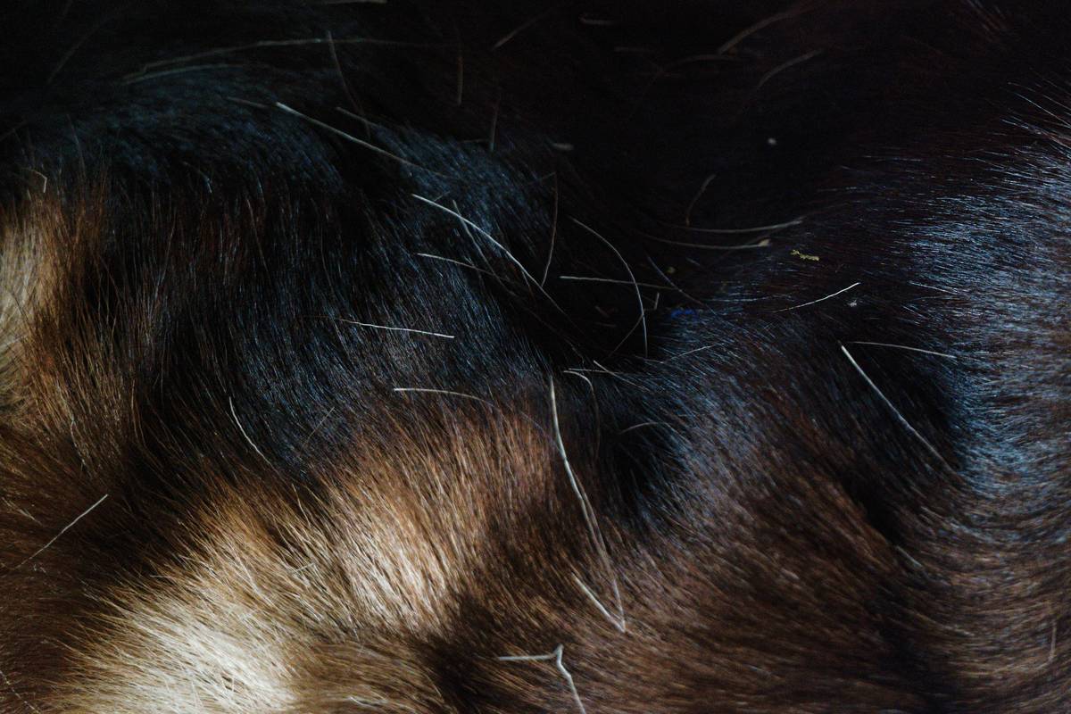 How to Choose the Best Bristle Brush Repair Damage Comb for Your Furry Friend