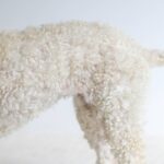 How to Use a Circulation Improve Tool: The Secret Weapon for Pet Grooming with Bristle Brushes