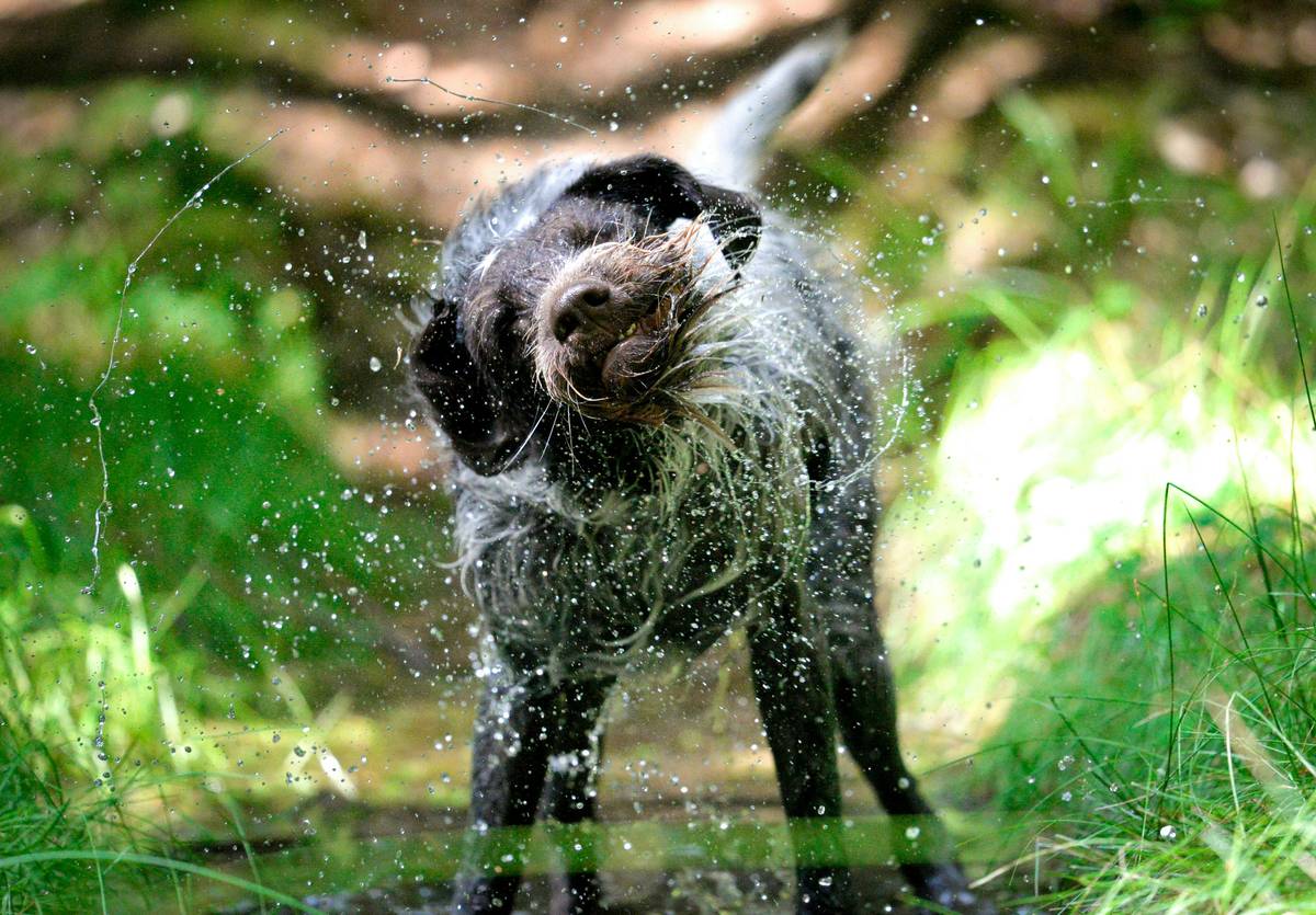 How to Wet Fur Detangle Like a Pro: Unleash the Magic of Bristle Brushes