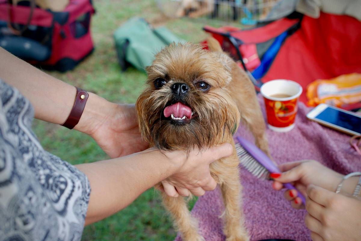 The Ultimate Guide to Choosing the Best Rigid Bristle Brush for Your Pet