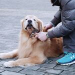 The Ultimate Patience Tip for Mastering Pet Grooming with Bristle Brushes