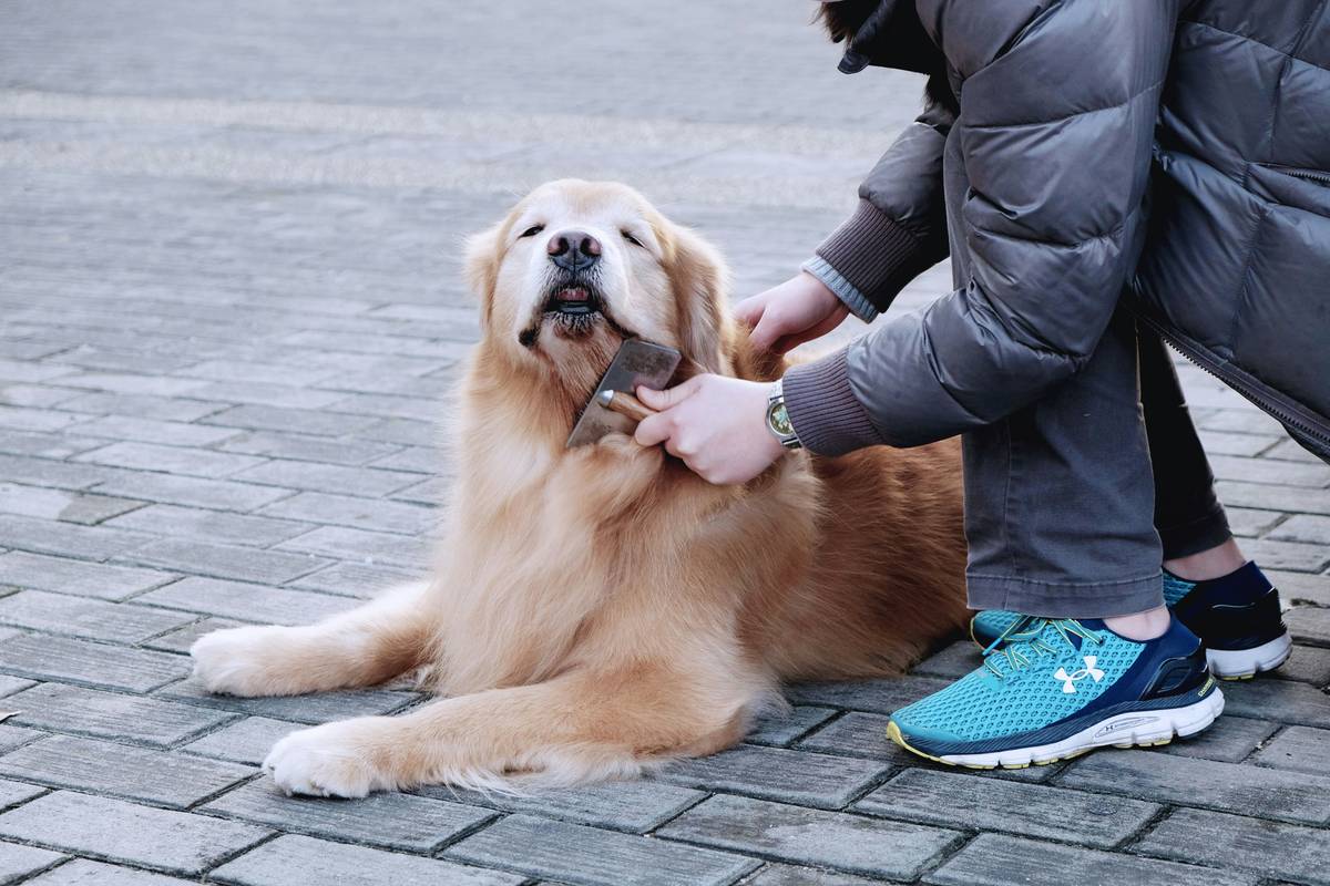 The Ultimate Patience Tip for Mastering Pet Grooming with Bristle Brushes