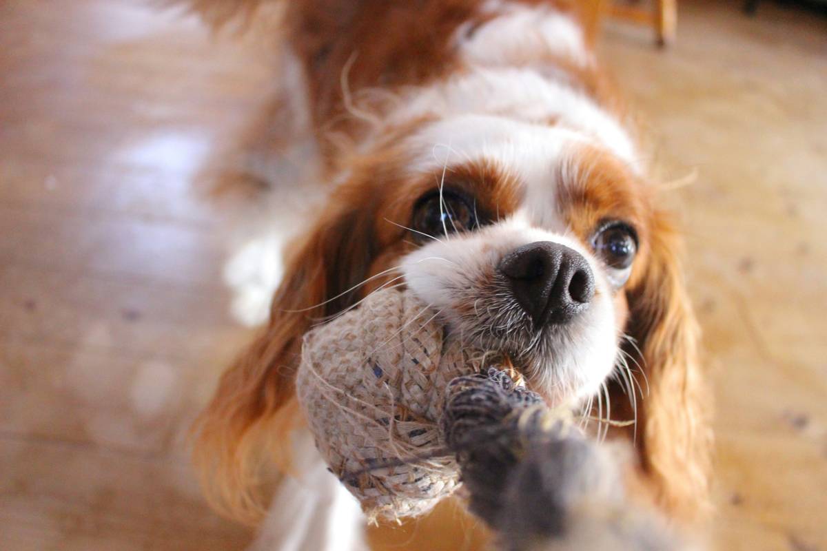 Why Every Pet Owner Needs a Flexible Bristle Comb: Grooming Made Easy!